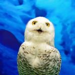 Snowy Owl Stock Photo