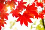 Maple In Autumn In Korea Stock Photo