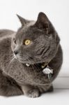 Grey Cat Chartreux Stock Photo