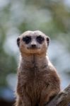 Meerkat Or Suricate (suricata Suricatta) Stock Photo