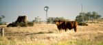 Cows And A Windmill In The Countryside Stock Photo