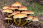 Group Brown Mushrooms In Fall Forest Stock Photo