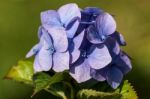 Blue Hydrangea In Full Bloom Stock Photo