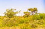 Landscape In Botswana Stock Photo