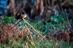 Wren At Weir Wood Stock Photo