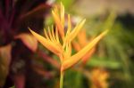 Bird Of Paradise Plant In The Garden Stock Photo