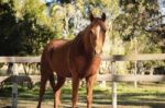 Horse In The Paddock Stock Photo