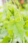 Green Leaf Background Stock Photo