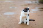 Homeless Cat Black And White Sitting Along Site Road Stock Photo