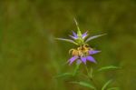 Spotted Bee-balm (monarda Punctata) Stock Photo