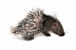 Baby Porcupine Isolated Stock Photo