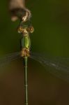 Southern Emerald Damselfly (lestes Barbarus) Insect Stock Photo