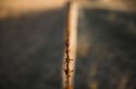 Rusted Sharp Timber And Metal Barb Wire Fence Stock Photo