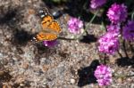 Close-up Of A Painted Lady (vanessa Cardui) Butterfly Stock Photo