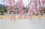 Sakura Cherry Blossom Stock Photo