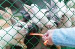 Hand Woman Holding Feeding Rabbit With A Carrot In The Green Cage Stock Photo