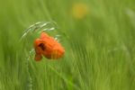 Poppy Stock Photo