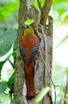 Male Orange-breasted Trogon Stock Photo