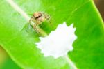 Golden Spider Protecting Its Nest Stock Photo