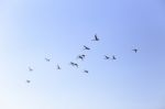 Geese Flying In Blue Spring Sky, V-formation Stock Photo