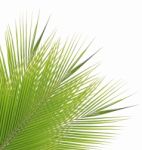 Coconut Leaf Isolated On White Background Stock Photo