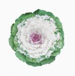 Ornamental Cabbage Flower Isolated On White Stock Photo