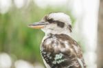 Kookaburra Gracefully Resting During The Day Stock Photo