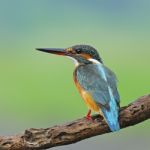 Female Common Kingfisher Stock Photo