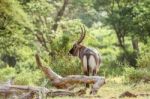 Single Male Waterbuck Antelope In Serengeti, Africa Stock Photo