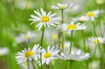 Daisies Stock Photo