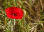 Poppies Flowering In Ronda Spain Stock Photo