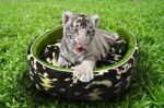 Baby White Tiger Laying In A Mattress Stock Photo