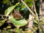 Speckled Wood (pararge Aegeria) Butterfly Stock Photo