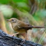 White-bellied Redstart Stock Photo