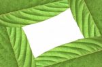 Green Leaf Stock Photo