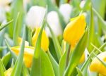 Colorful Tulips In Garden Stock Photo