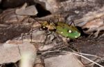 Green Tiger Beetle Stock Photo