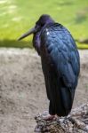 Abdim's Stork At The Bioparc In Fuengirola Stock Photo