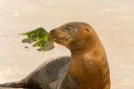 Sea Lion On The Beach, Galapagos Islands Stock Photo