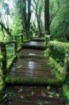 The Wooden Walkway In Rain Forest Stock Photo