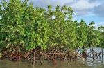 Mangrove Plants Stock Photo