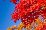 Autumn In Japan Stock Photo