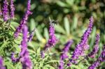 Bumblebee Flies Over Amethyst Sage Stock Photo