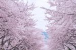 Cherry Blossom With Soft Focus, Sakura Season In Korea,background Stock Photo