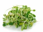 Green Young Sunflower Sprouts Isolated On White Background Stock Photo