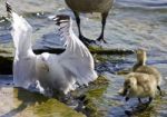 Beautiful Isolated Photo Of Canada Geese And A Gull Stock Photo