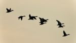 Picture With A Swarm Of Ducks Flying In The Sky Stock Photo