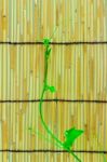 Ivy Shoots On  Japanese Bamboo Blind Stock Photo