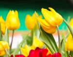 Colorful Tulips In Garden Stock Photo