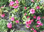 Rhododendron-flowers,in Park Stock Photo